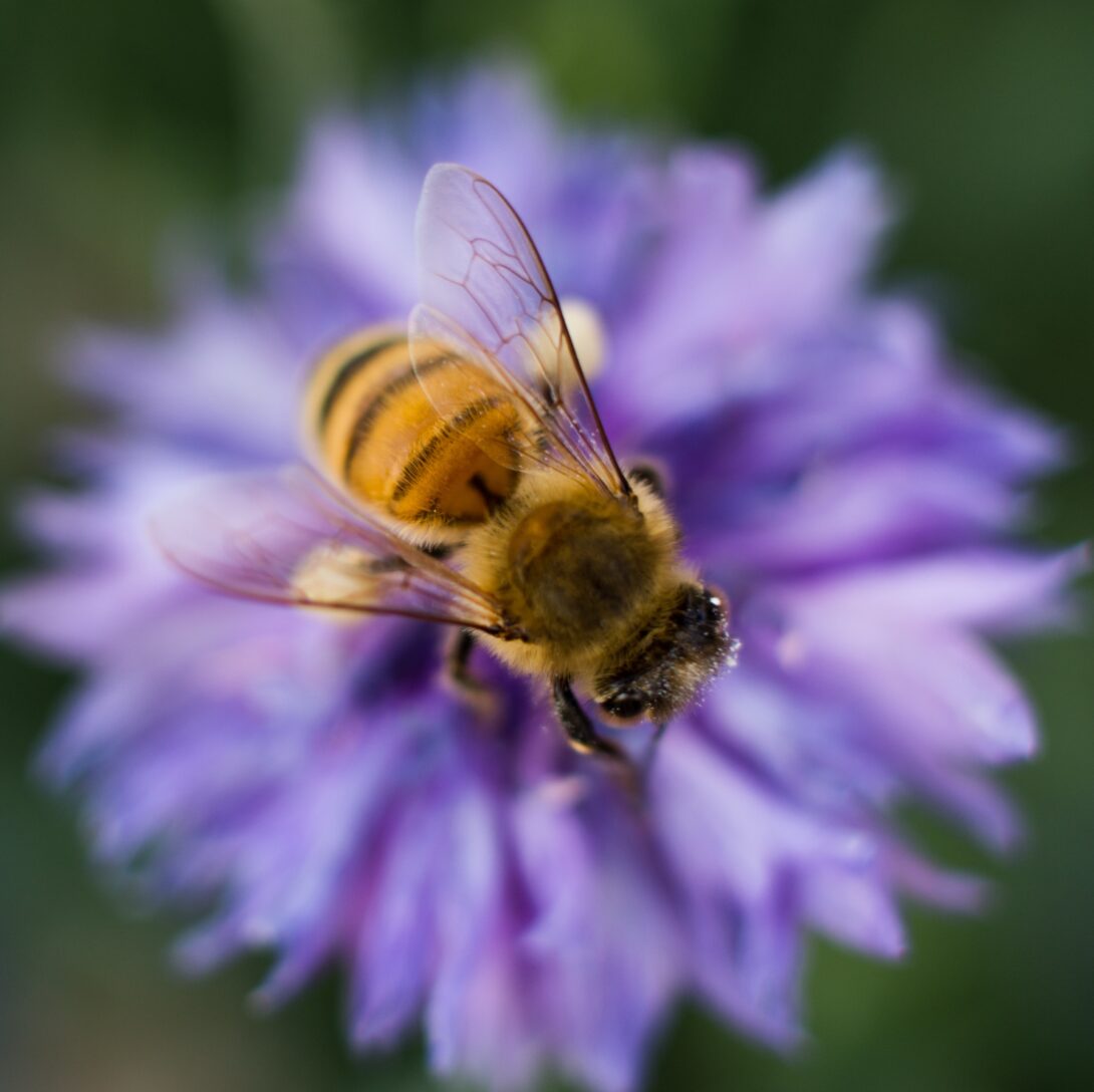 Bee pollinating Flower